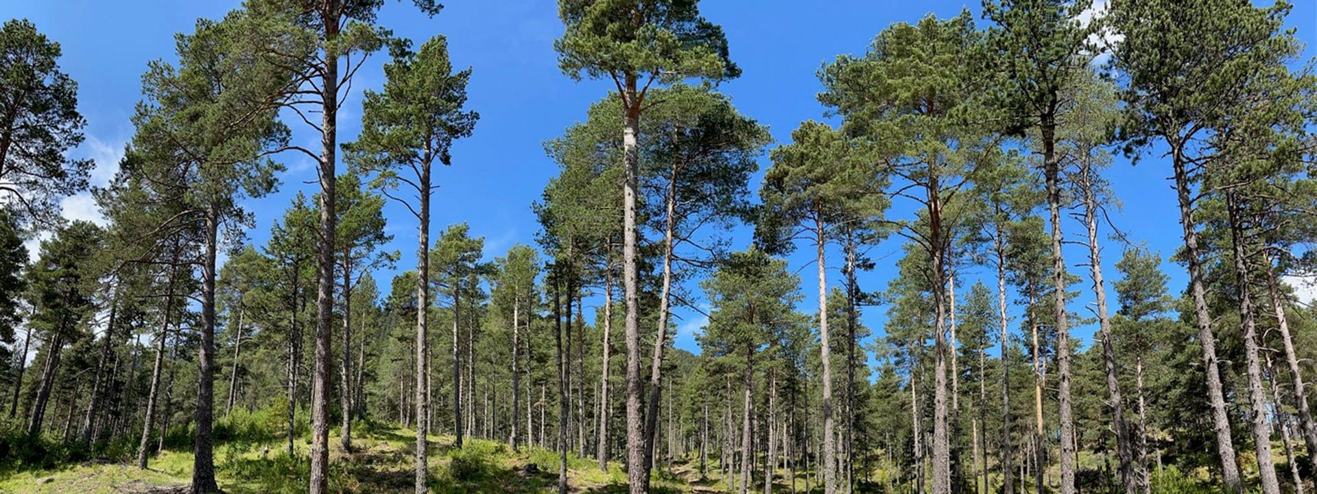 Hållbar offentlig skogsförvaltning i Katalonien med ett sågverk från Wood-Mizer